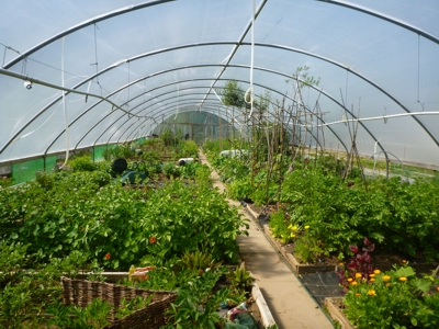 Lorn Organic Growers repaired polytunnels